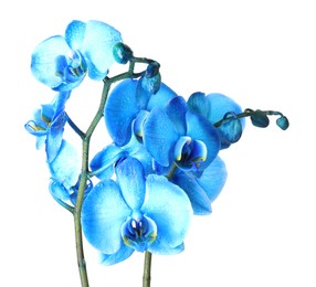 Photo of Beautiful blue orchid flower isolated on white