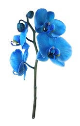 Photo of Beautiful blue orchid flower isolated on white