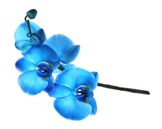 Photo of Beautiful blue orchid flower isolated on white
