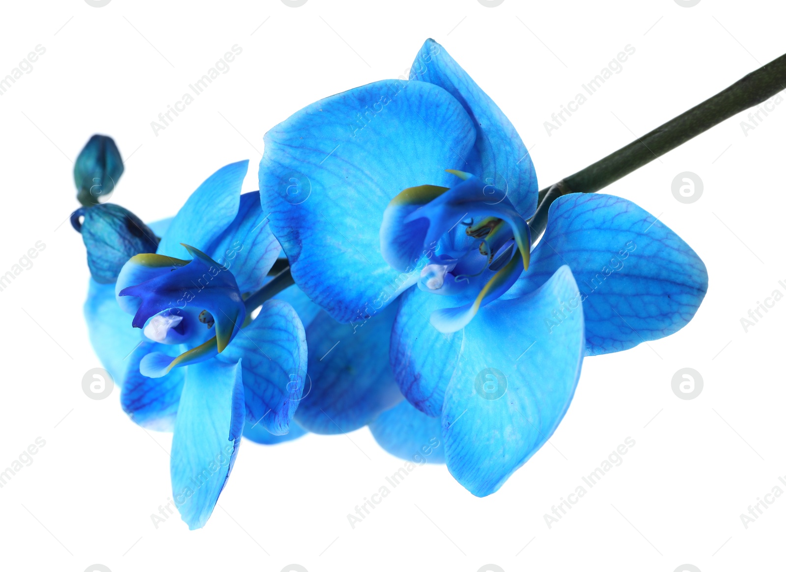 Beautiful blue orchid flower isolated on white Photo of Beautiful blue orchid flower isolated on white