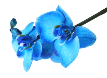 Photo of Beautiful blue orchid flower isolated on white