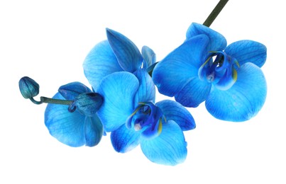 Photo of Beautiful blue orchid flower isolated on white
