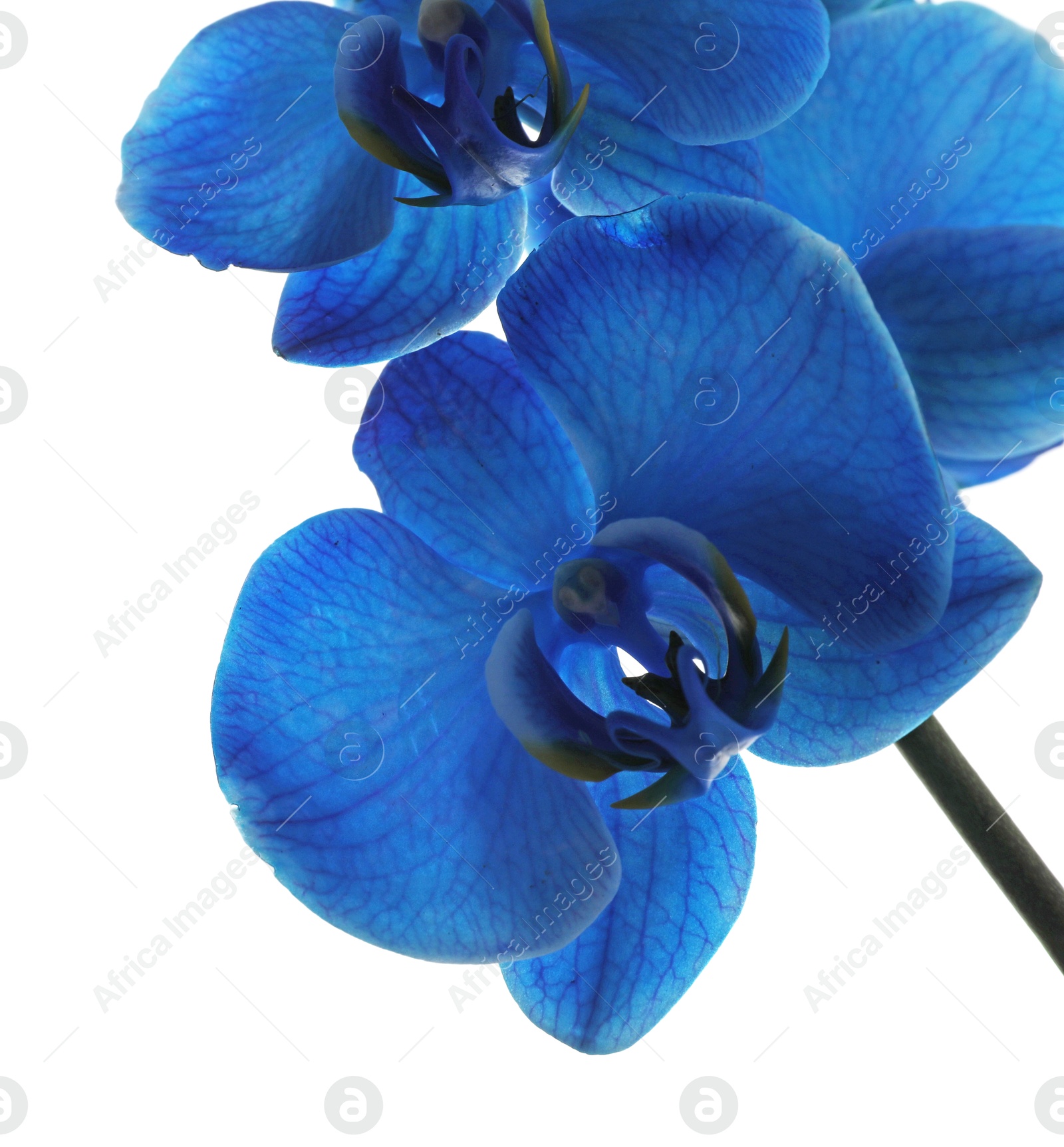 Beautiful blue orchid flower isolated on white Photo of Beautiful blue orchid flower isolated on white