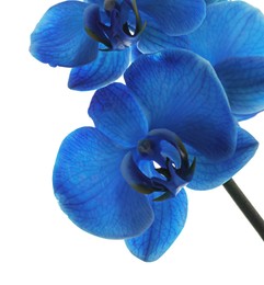 Photo of Beautiful blue orchid flower isolated on white