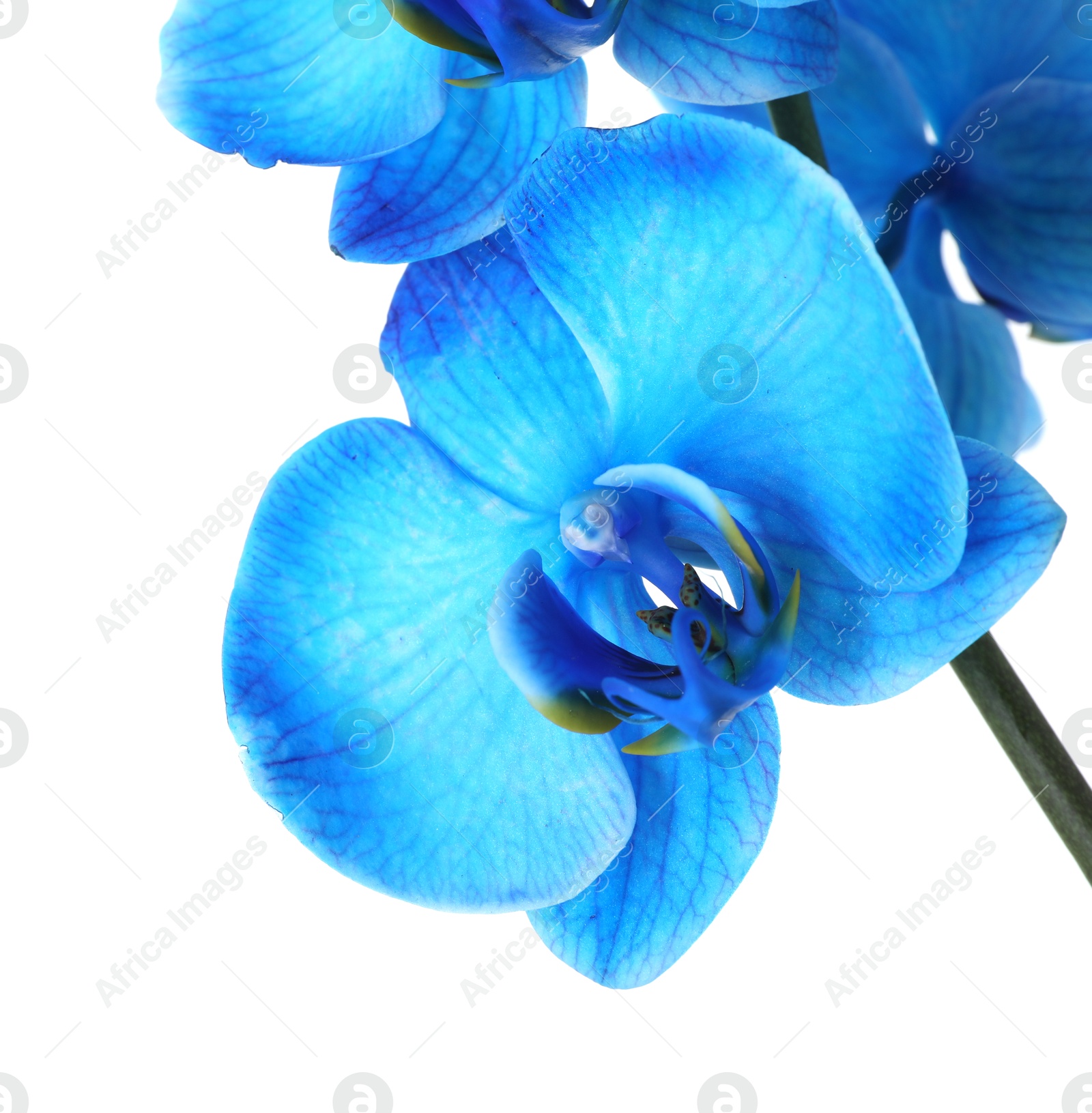 Beautiful blue orchid flower isolated on white Photo of Beautiful blue orchid flower isolated on white