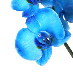Photo of Beautiful blue orchid flower isolated on white