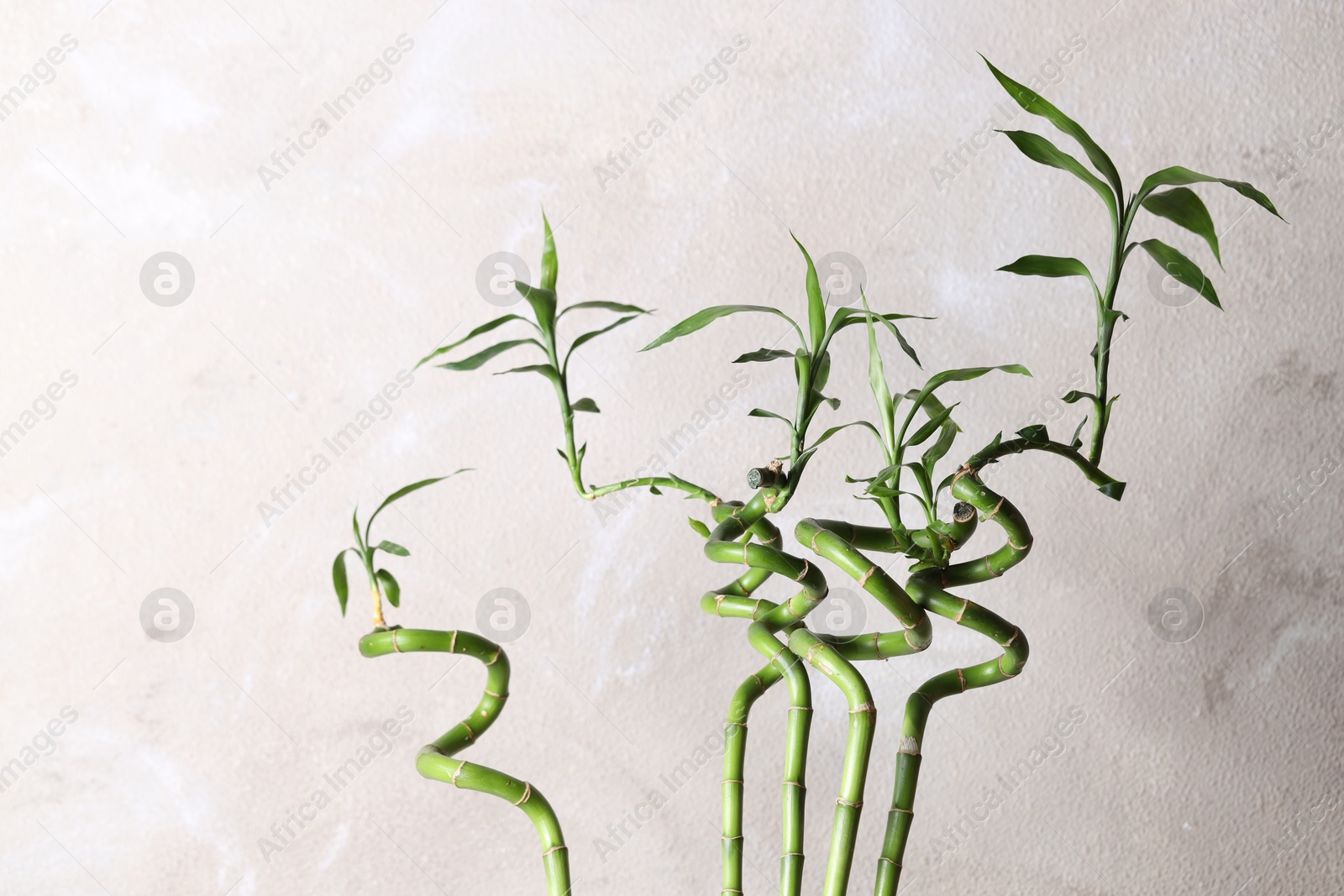 Photo of Beautiful green bamboo stems near light wall