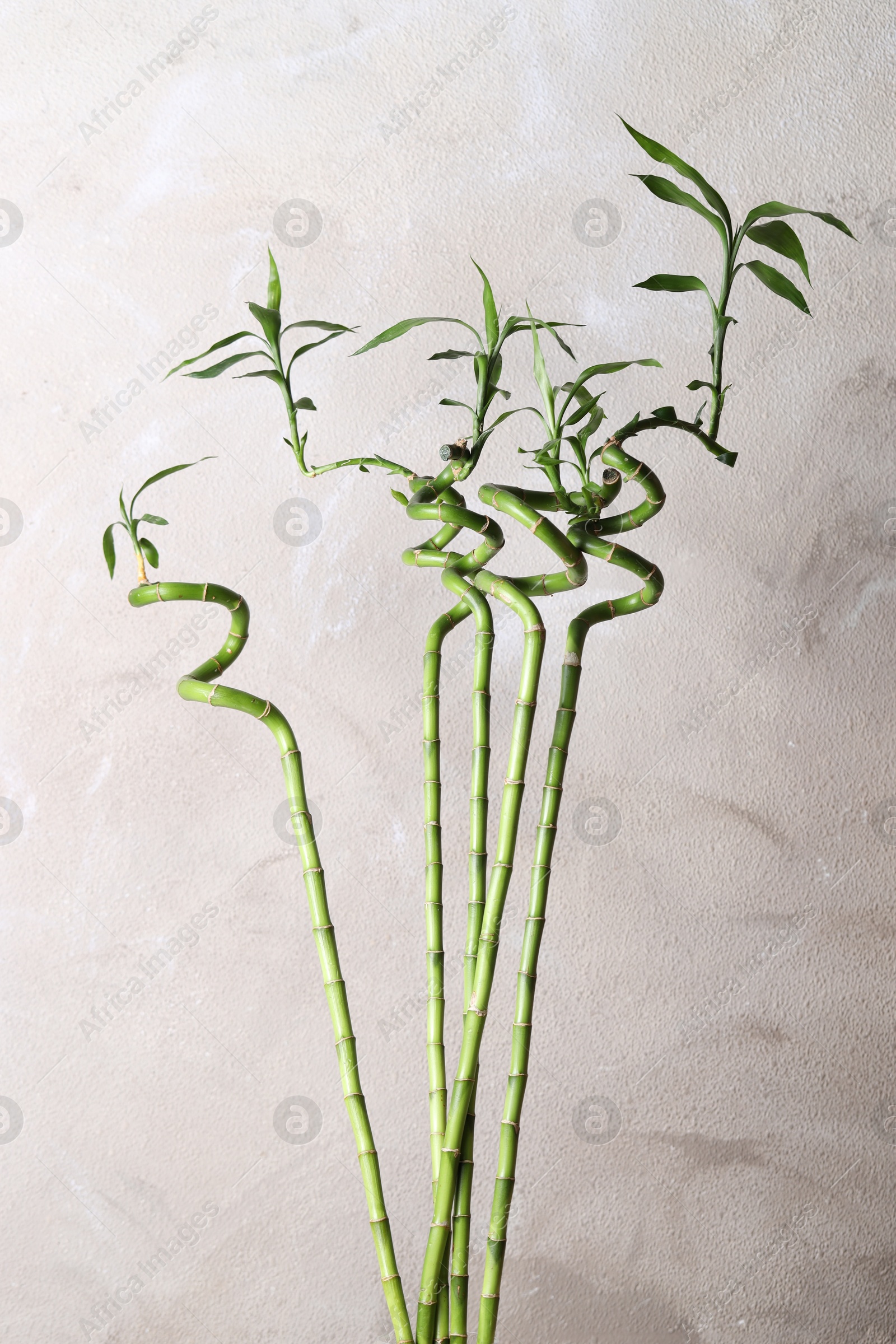 Photo of Beautiful green bamboo stems near light wall