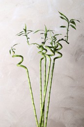 Photo of Beautiful green bamboo stems near light wall