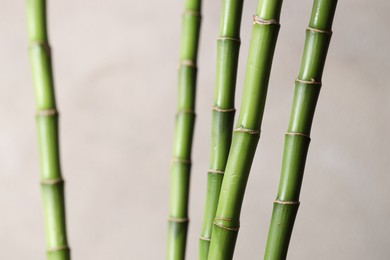 Photo of Decorative green bamboo stems on light background, closeup