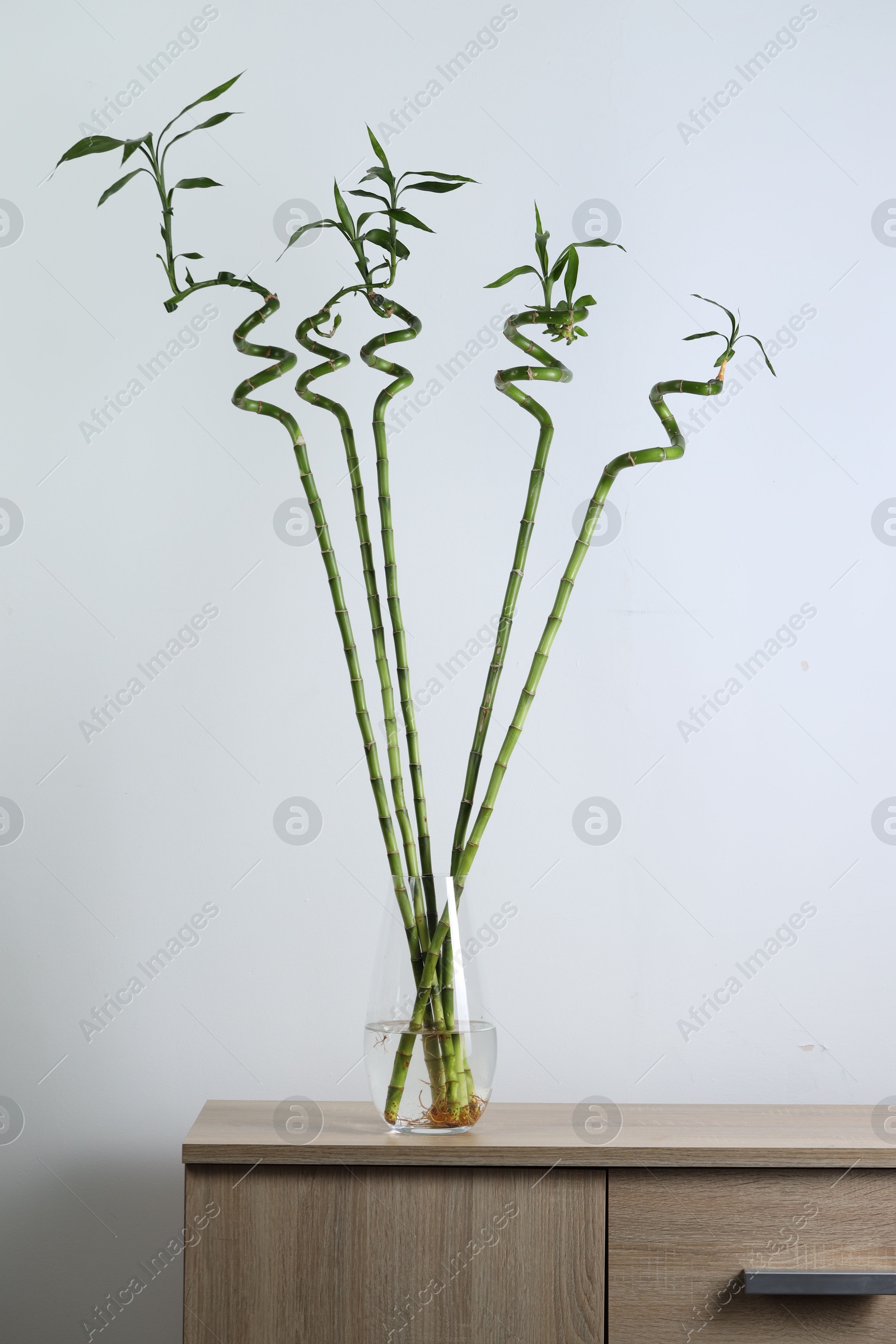 Photo of Beautiful green bamboo stems in vase on chest of drawers near light wall