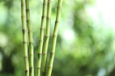 Photo of Decorative bamboo stems on blurred green background, closeup. Space for text