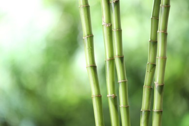 Photo of Decorative bamboo stems on blurred green background, closeup. Space for text