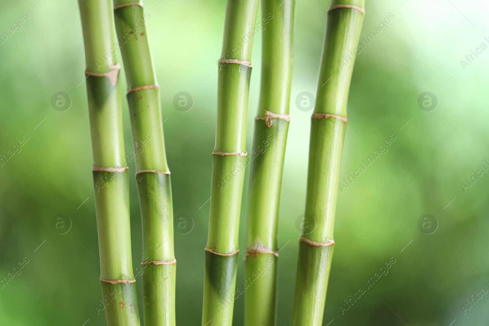 Photo of Decorative bamboo stems on blurred green background, closeup