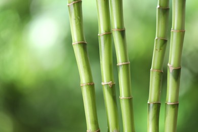 Photo of Decorative bamboo stems on blurred green background, closeup. Space for text