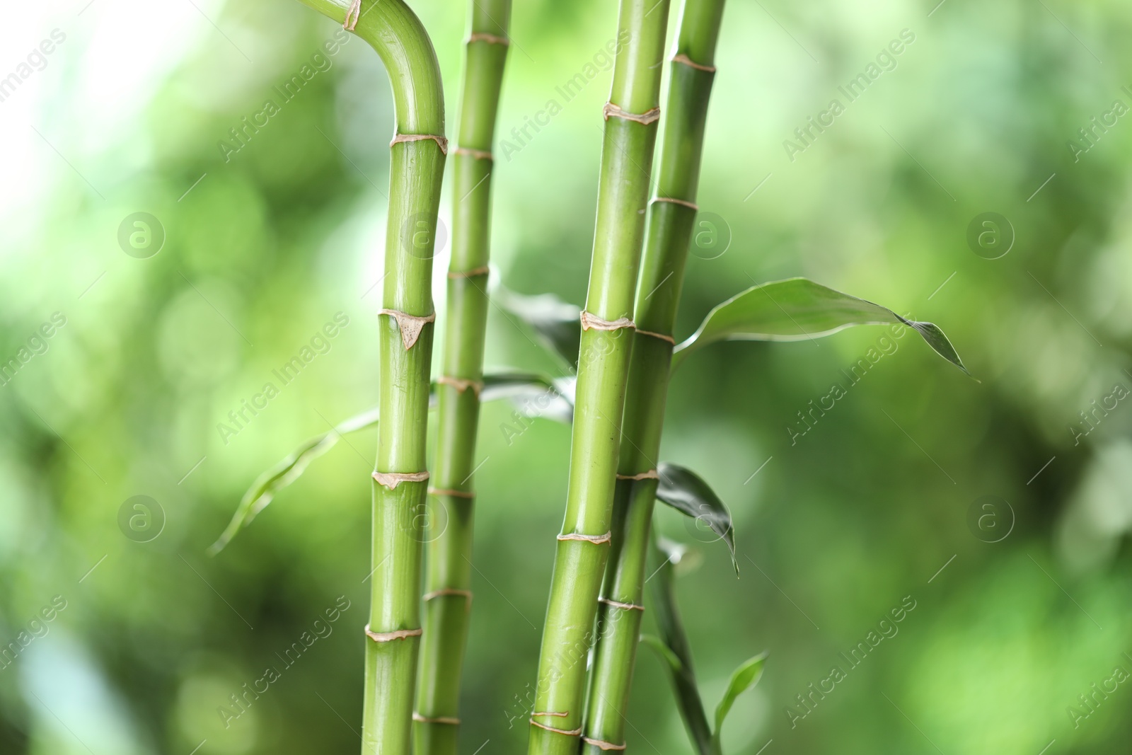 Photo of Decorative bamboo stems on blurred green background, closeup