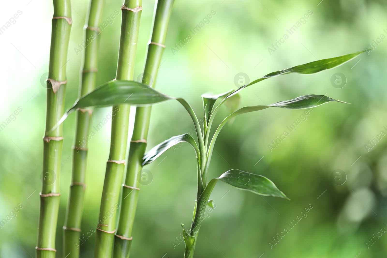 Photo of Decorative bamboo stems on blurred green background, closeup