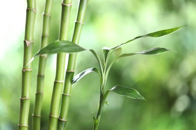 Photo of Decorative bamboo stems on blurred green background, closeup