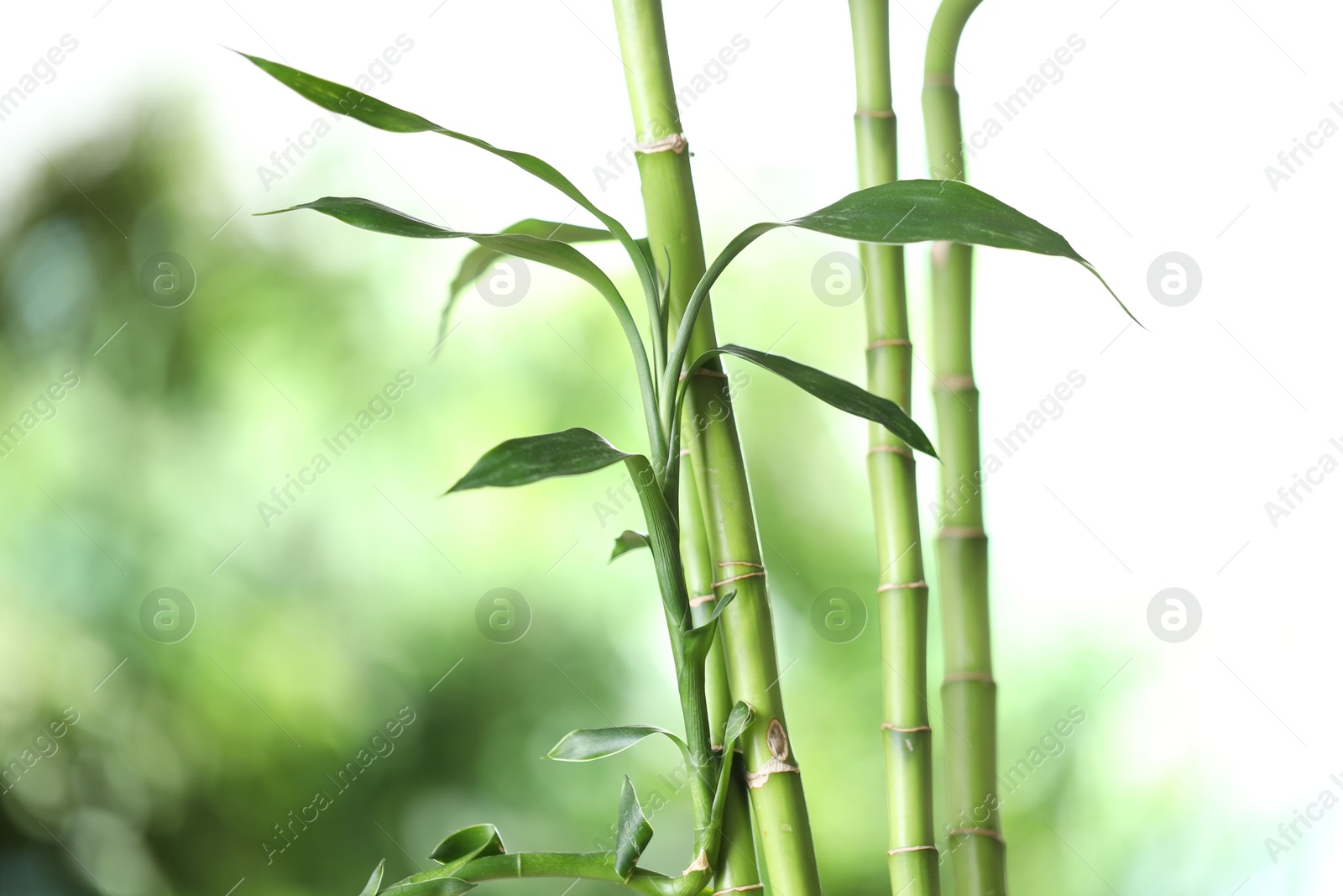 Photo of Decorative bamboo stems on blurred green background, closeup