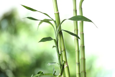 Photo of Decorative bamboo stems on blurred green background, closeup