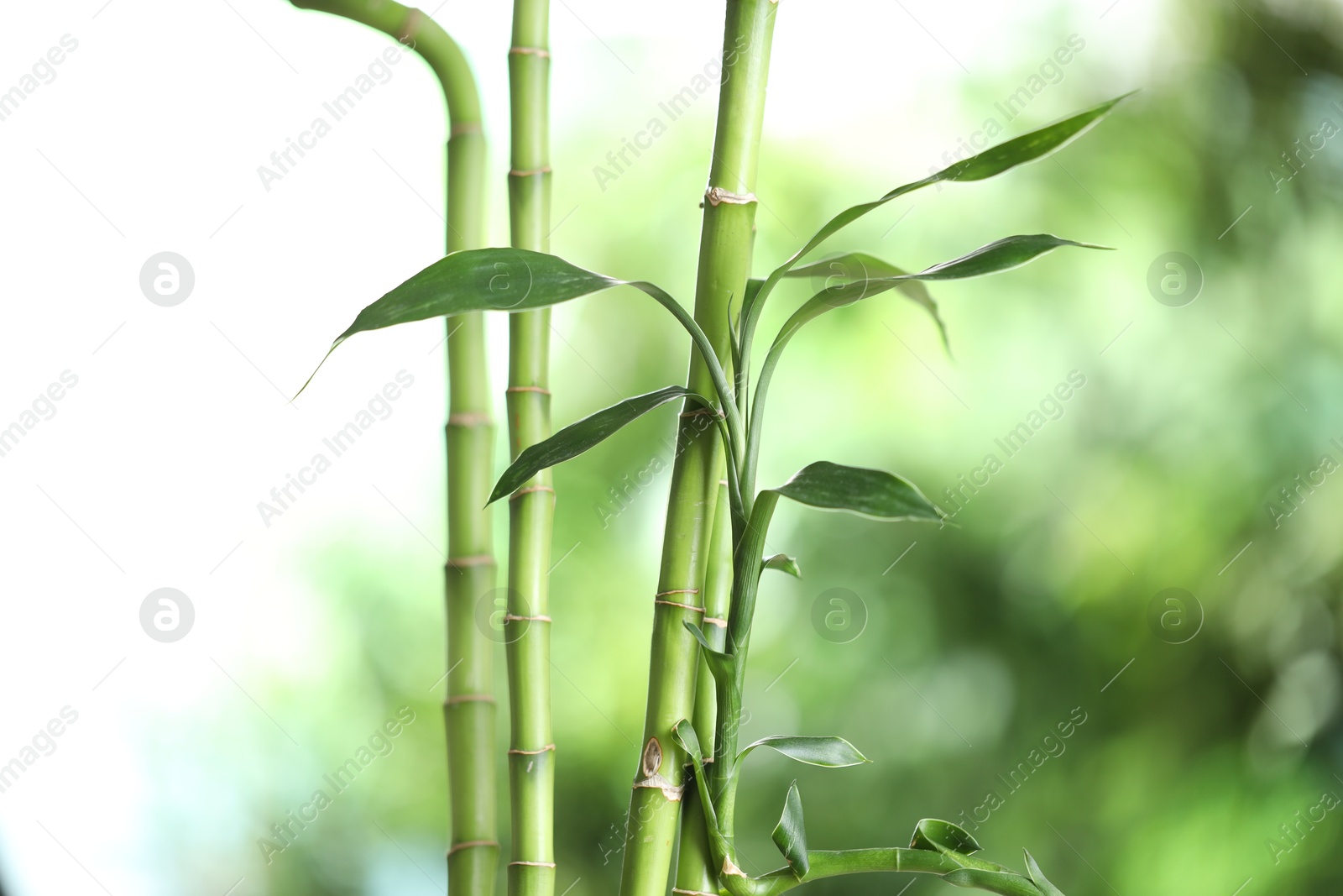 Photo of Decorative bamboo stems on blurred green background, closeup