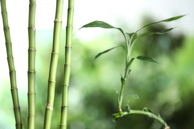 Photo of Decorative bamboo stems on blurred green background, closeup