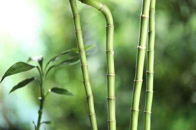 Photo of Decorative bamboo stems on blurred green background, closeup