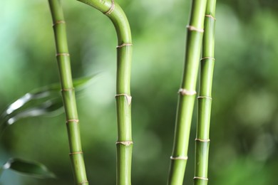 Photo of Decorative bamboo stems on blurred green background, closeup