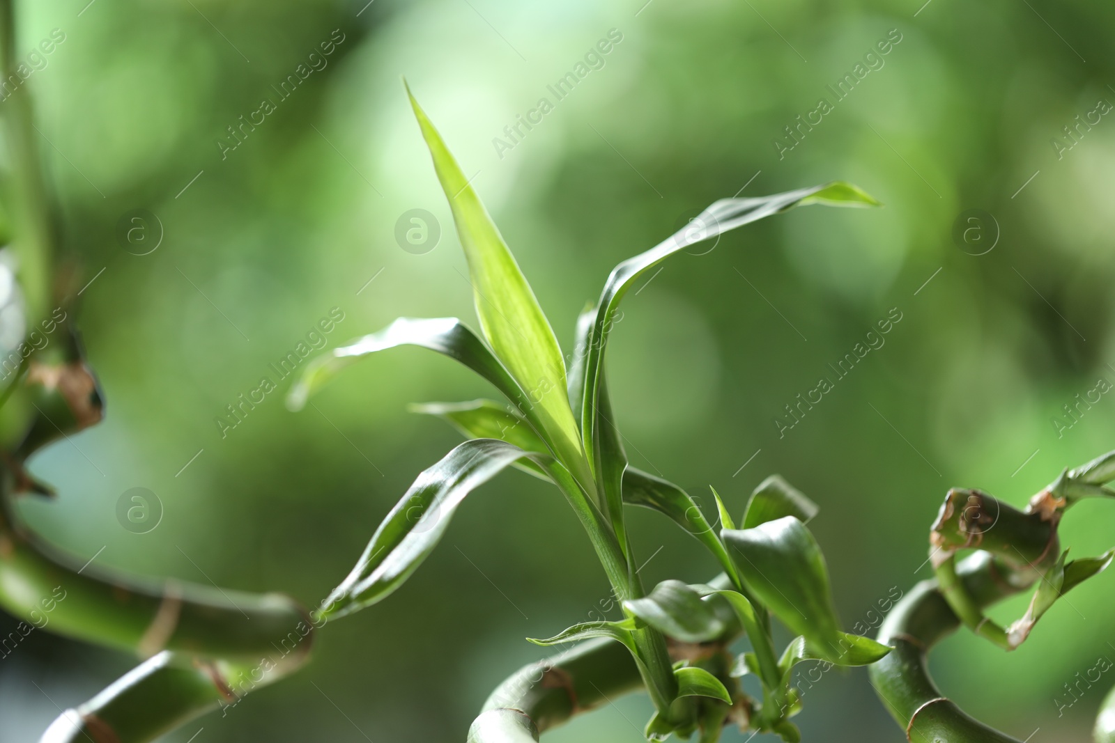 Photo of Decorative bamboo plant on blurred green background, closeup