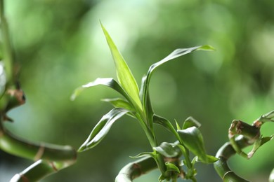 Photo of Decorative bamboo plant on blurred green background, closeup