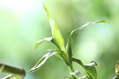 Photo of Decorative bamboo plant on blurred green background, closeup