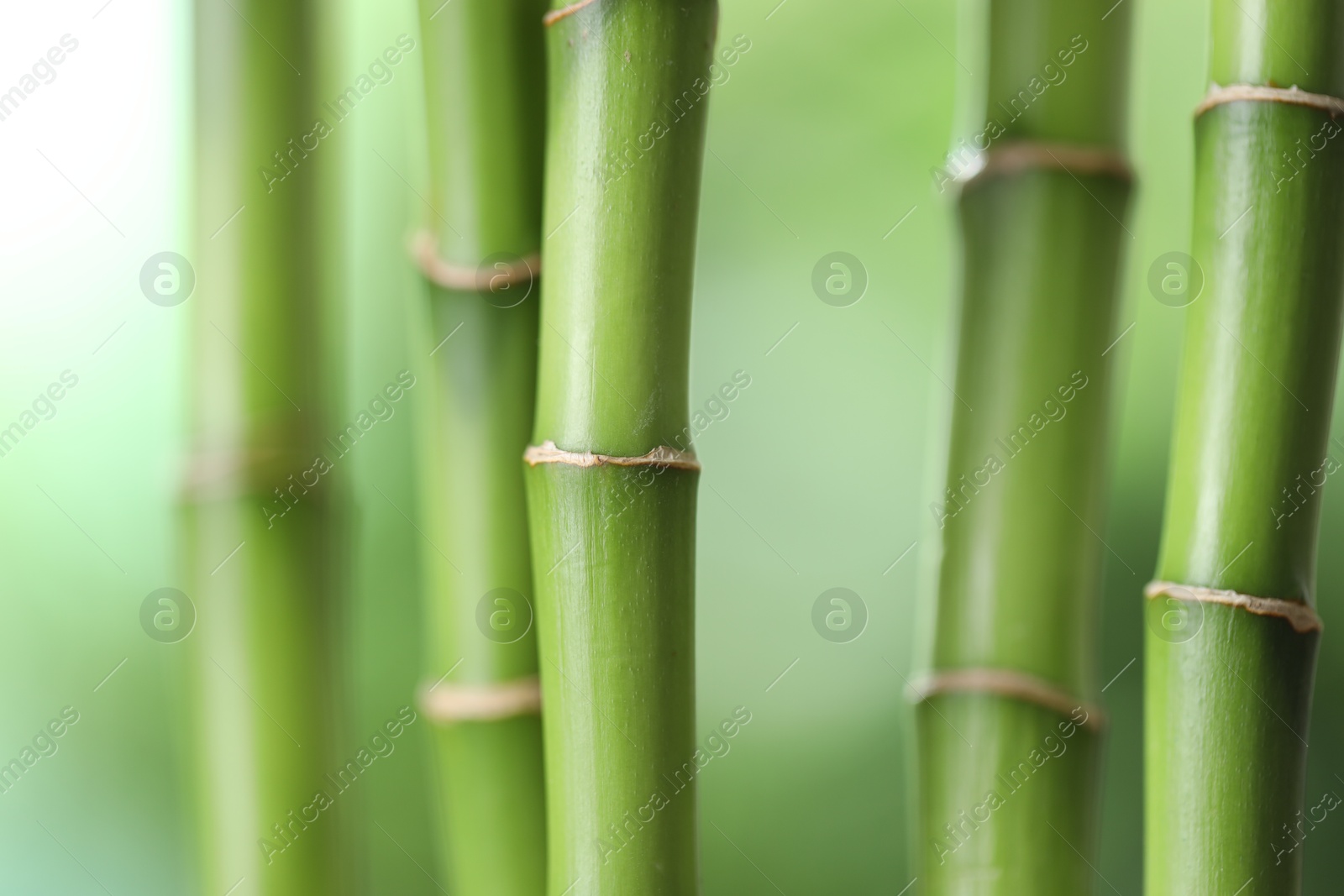 Photo of Decorative bamboo stems on blurred green background, closeup