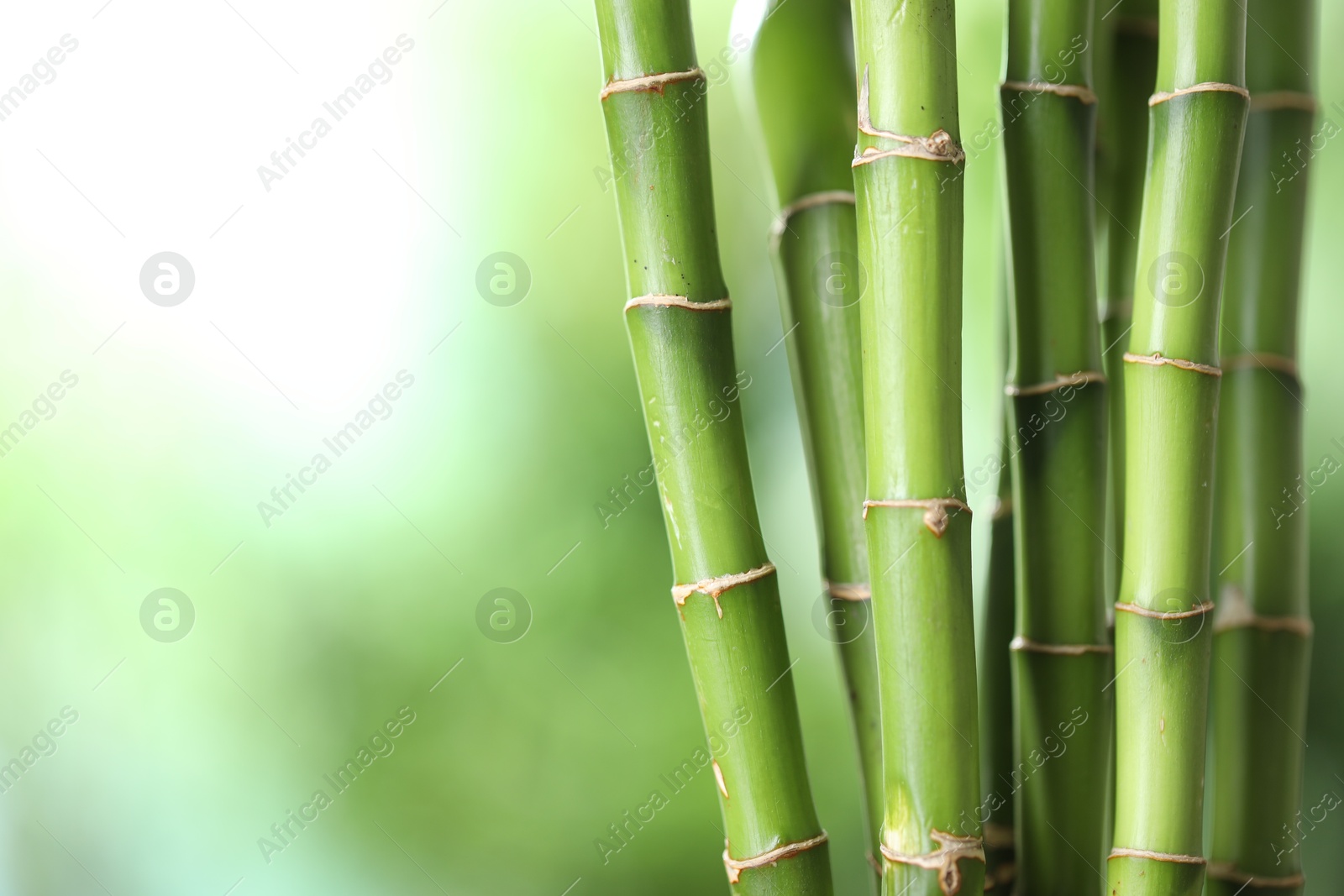 Photo of Decorative bamboo stems on blurred green background, closeup. Space for text