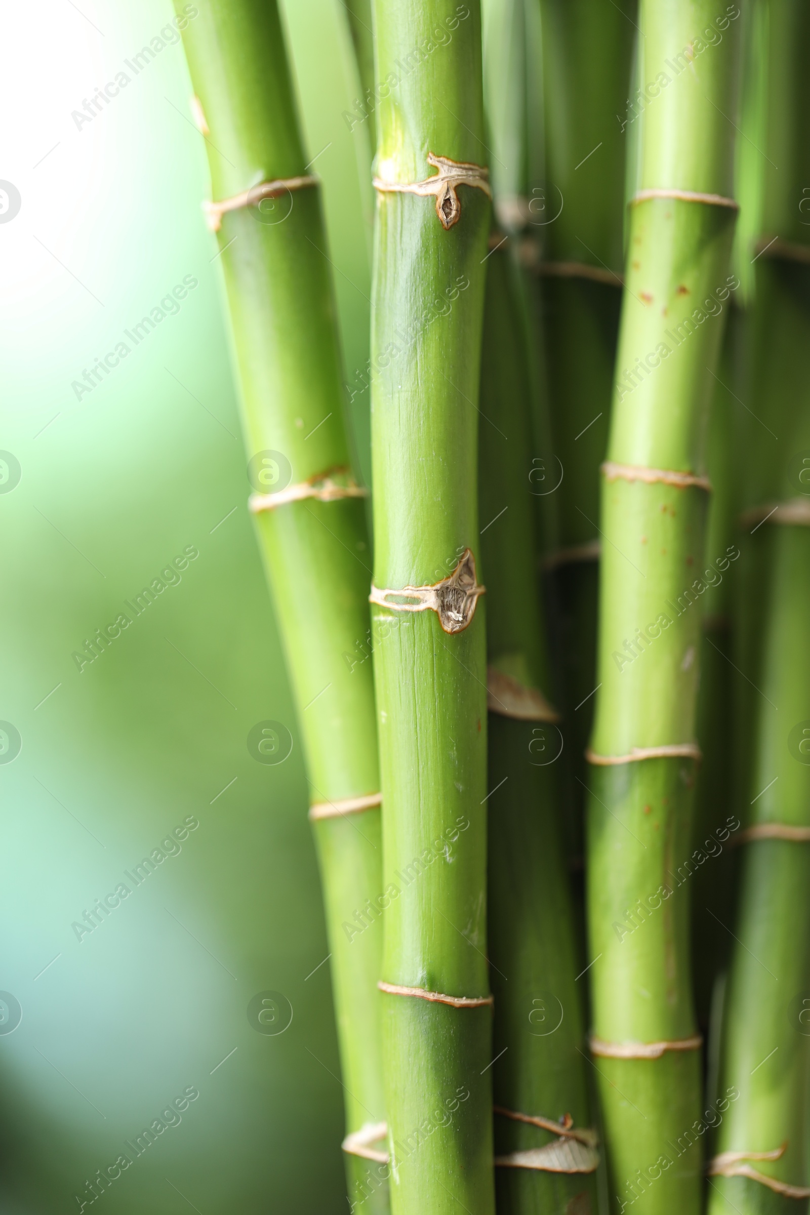 Photo of Decorative bamboo stems on blurred green background, closeup