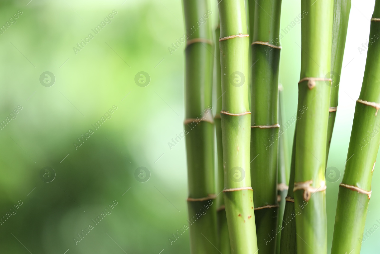 Photo of Decorative bamboo stems on blurred green background, closeup. Space for text