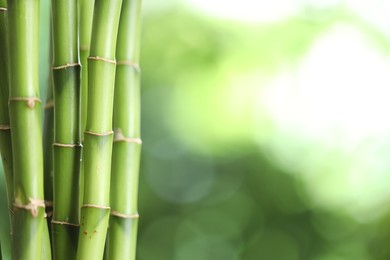 Photo of Decorative bamboo stems on blurred green background, closeup. Space for text