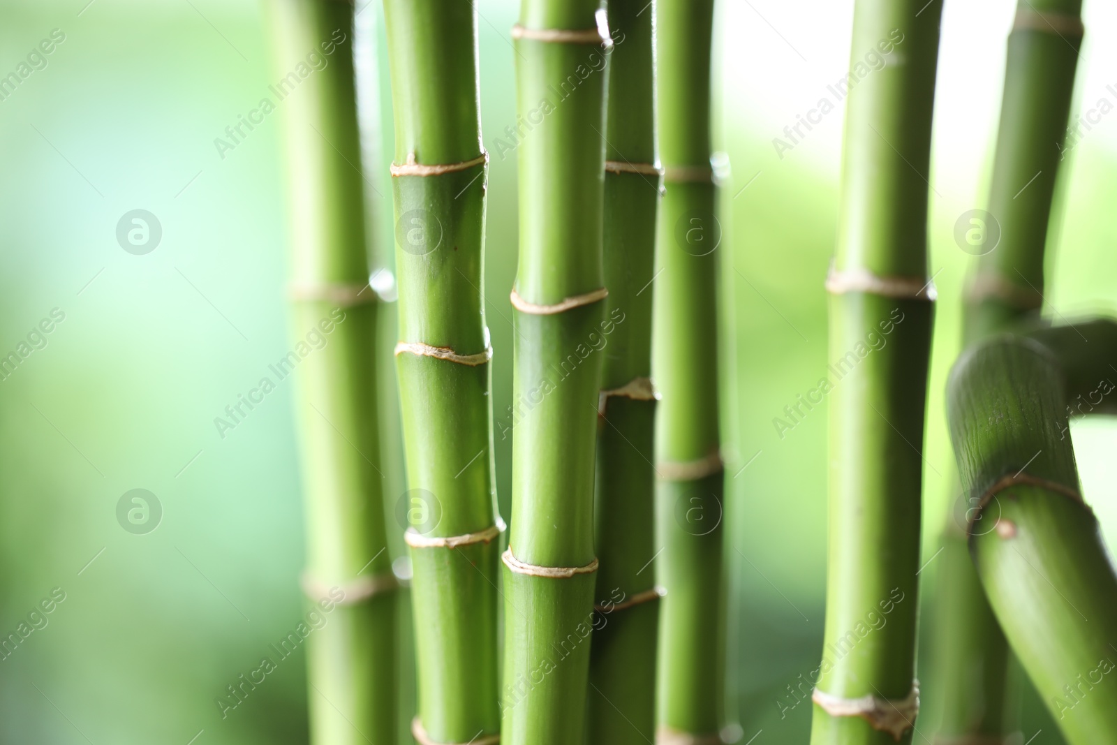 Photo of Decorative bamboo stems on blurred green background, closeup