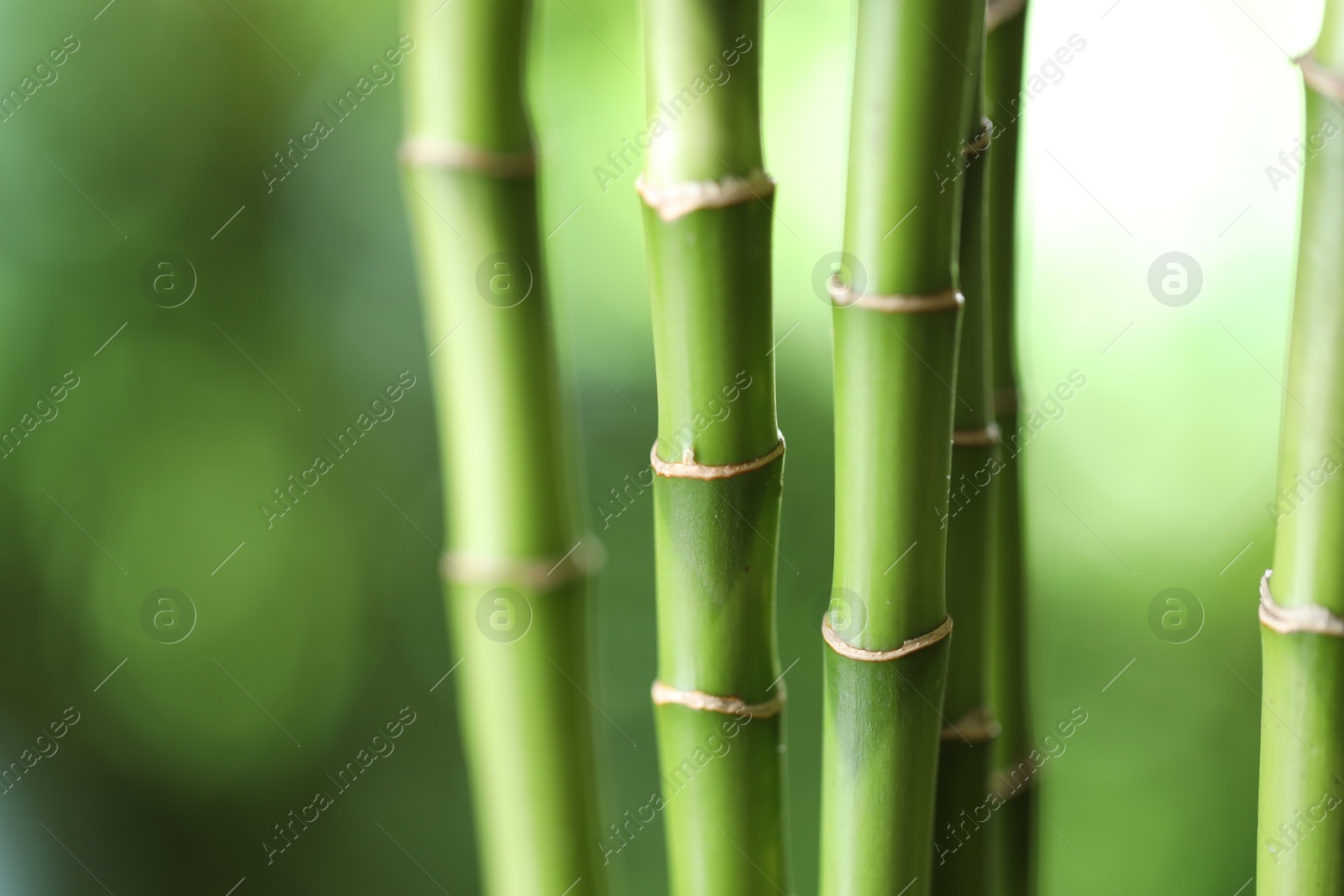 Photo of Decorative bamboo stems on blurred green background, closeup