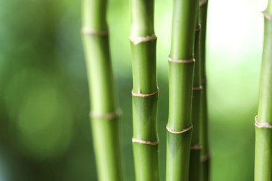 Photo of Decorative bamboo stems on blurred green background, closeup