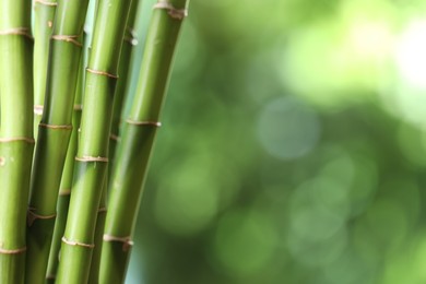 Photo of Decorative bamboo stems on blurred green background, closeup. Space for text