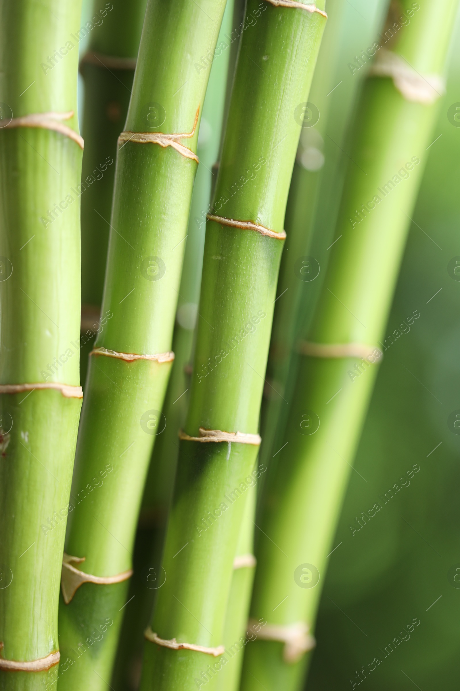 Photo of Decorative bamboo stems on blurred green background, closeup