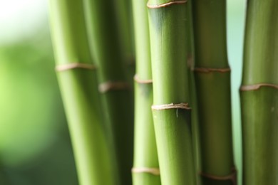 Photo of Decorative bamboo stems on blurred green background, closeup