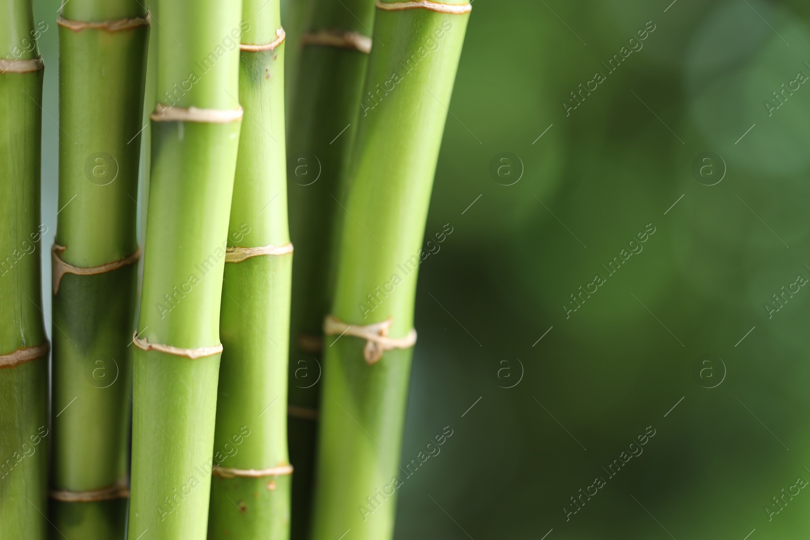 Photo of Decorative bamboo stems on blurred green background, closeup. Space for text