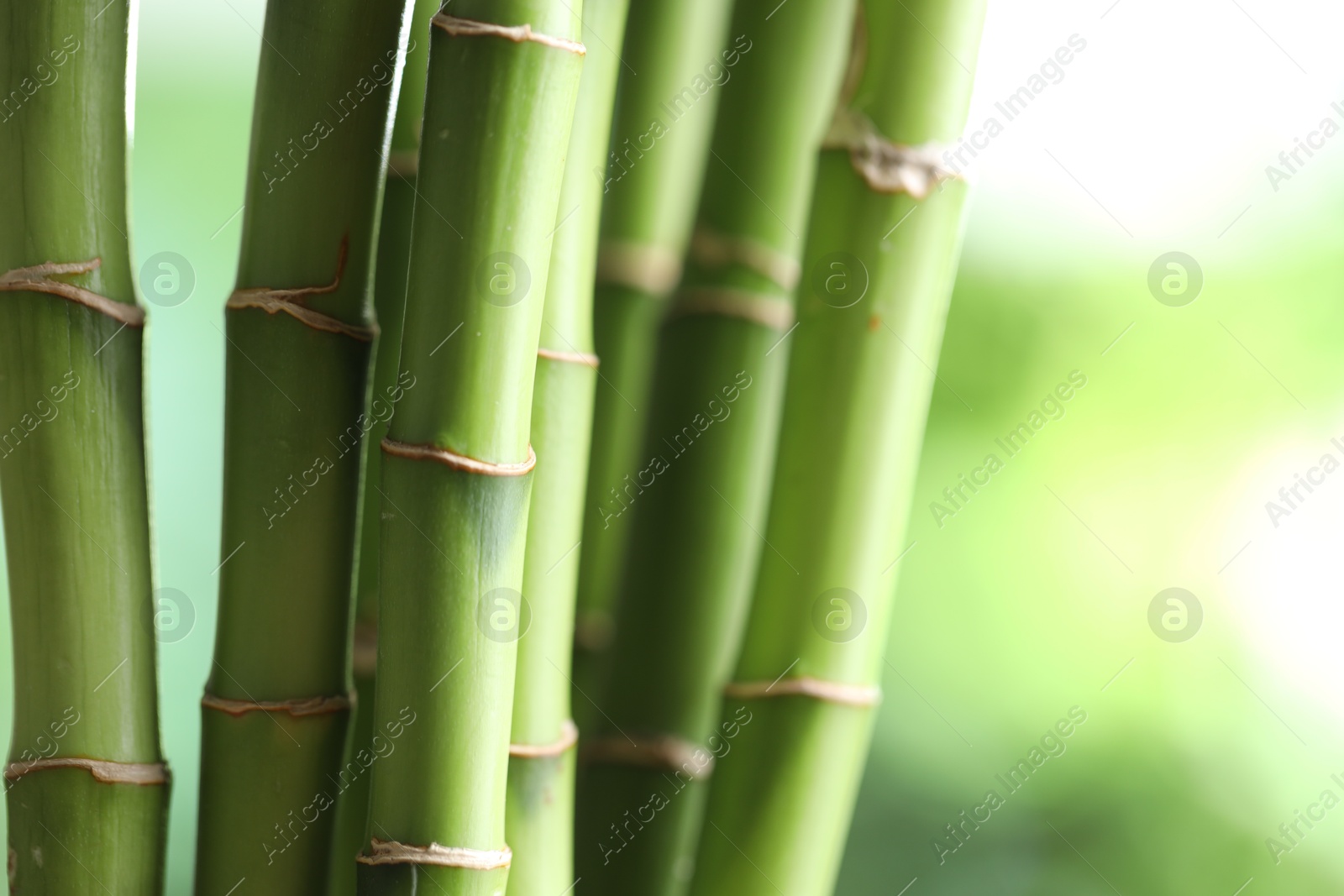 Photo of Decorative bamboo stems on blurred green background, closeup