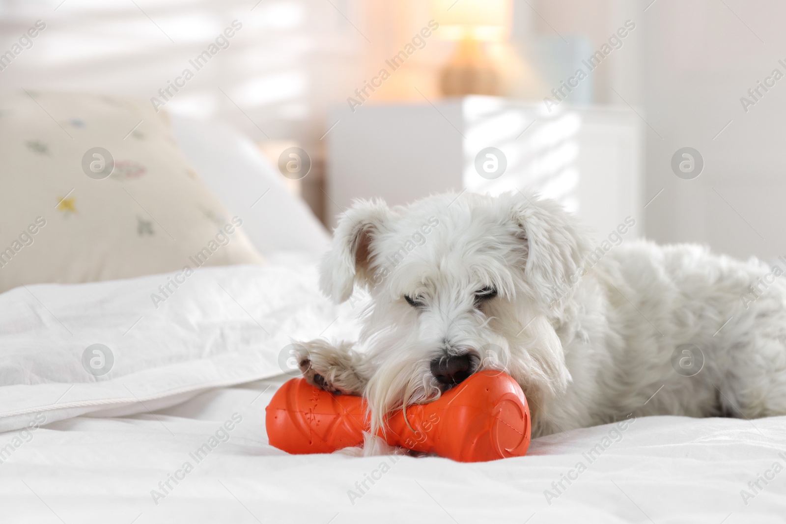 Photo of Cute dog with toy on bed at home, space for text. Adorable pet