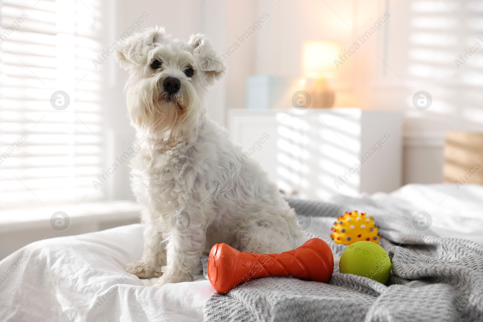 Photo of Cute dog with toys on bed at home. Adorable pet