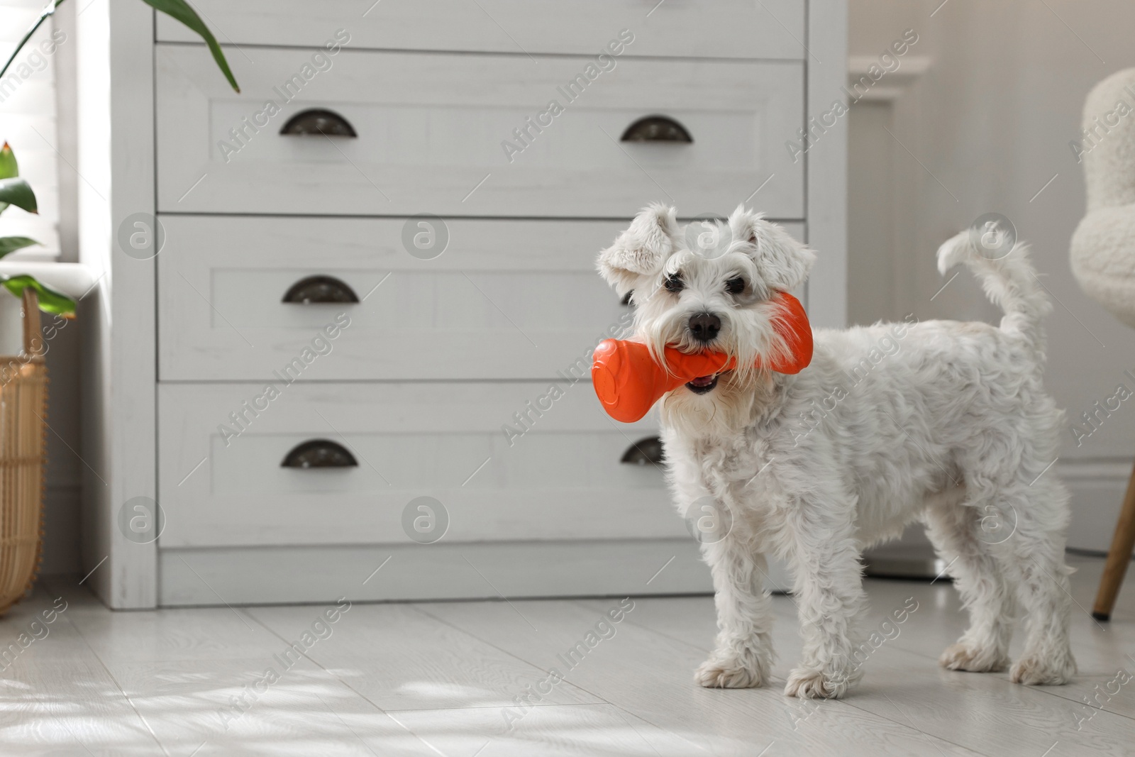 Photo of Cute dog with toy at home, space for text. Adorable pet