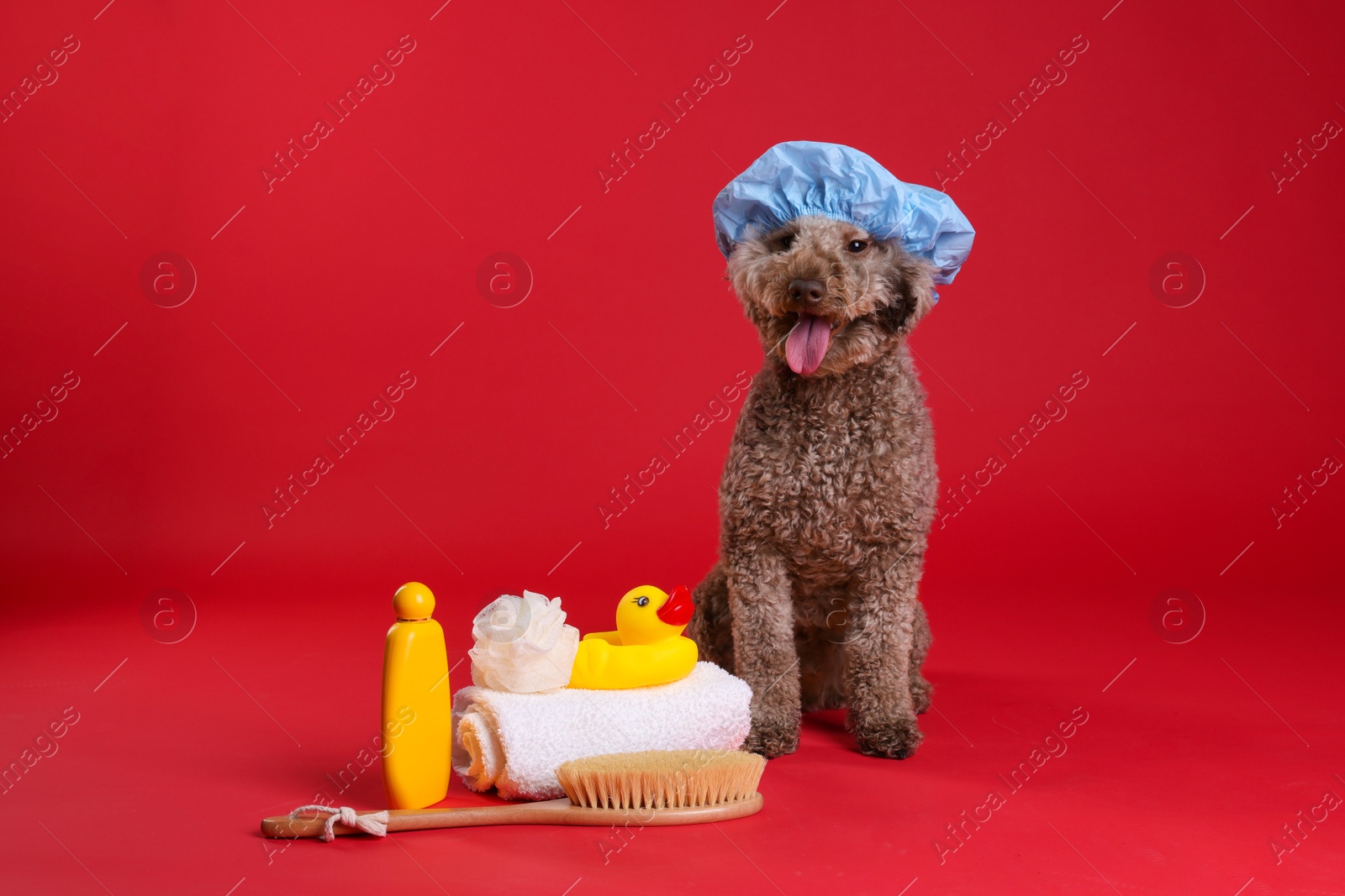 Photo of Cute dog with shower cap and other bath accessories on red background