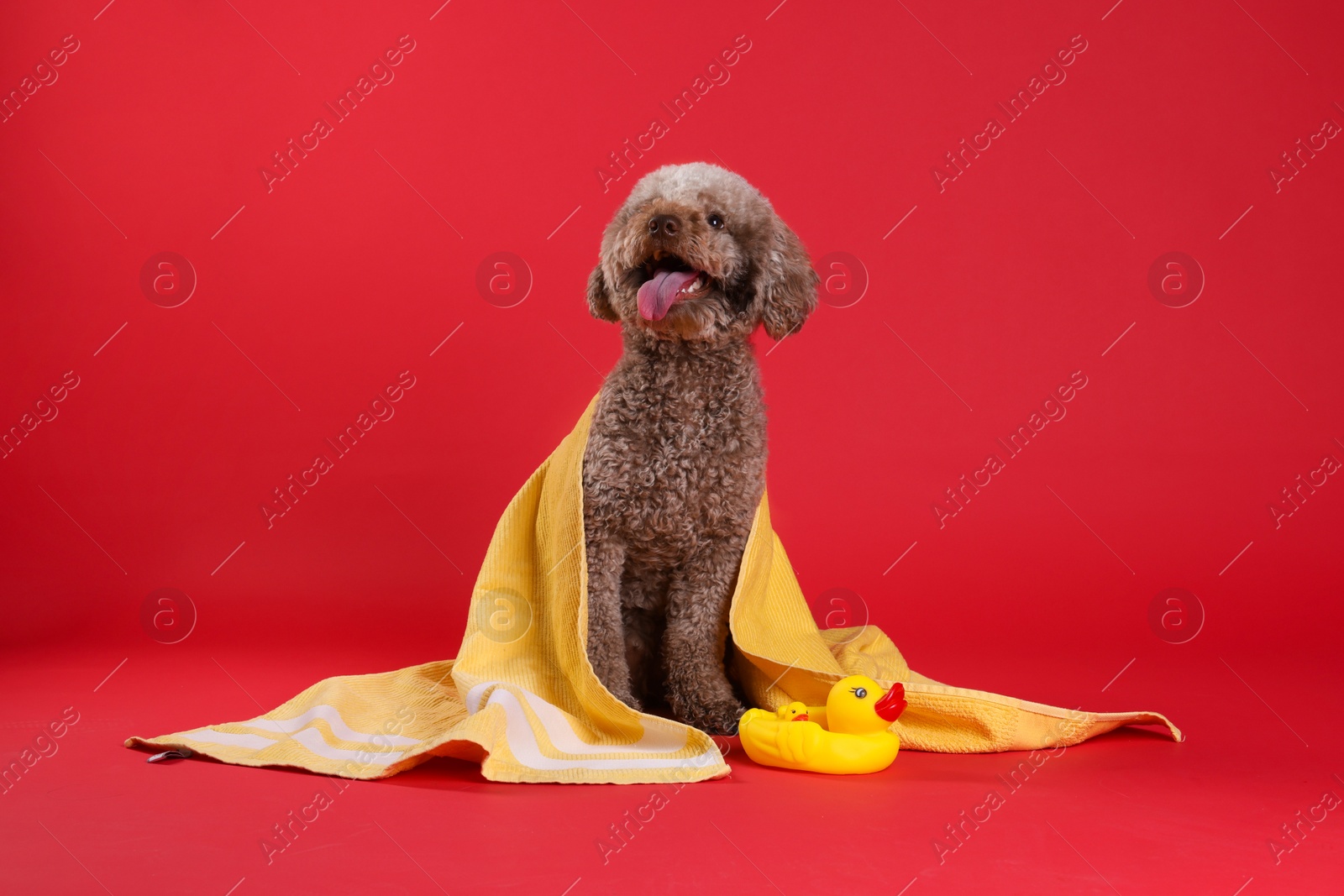 Photo of Cute dog with towel and bath ducks on red background