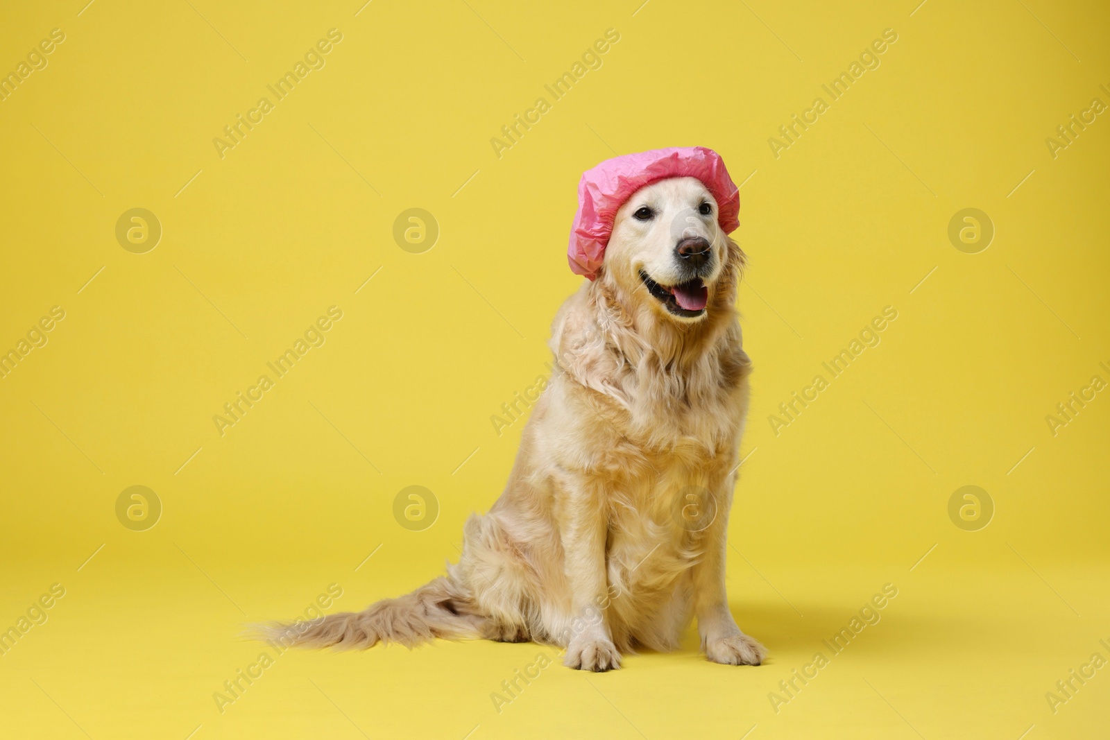 Photo of Cute funny dog in pink shower cap on yellow background